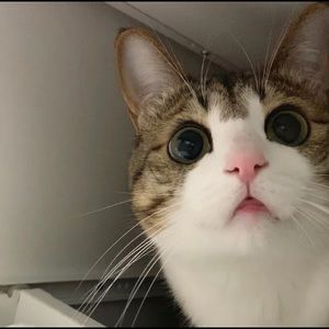 Meet your Posher, Tam